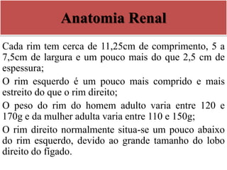 Anatomia Renal
Cada rim tem cerca de 11,25cm de comprimento, 5 a
7,5cm de largura e um pouco mais do que 2,5 cm de
espessura;
O rim esquerdo é um pouco mais comprido e mais
estreito do que o rim direito;
O peso do rim do homem adulto varia entre 120 e
170g e da mulher adulta varia entre 110 e 150g;
O rim direito normalmente situa-se um pouco abaixo
do rim esquerdo, devido ao grande tamanho do lobo
direito do fígado.
 
