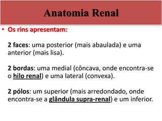 Anatomia Renal
• Os rins apresentam:
2 faces: uma posterior (mais abaulada) e uma
anterior (mais lisa).
2 bordas: uma medial (côncava, onde encontra-se
o hilo renal) e uma lateral (convexa).
2 pólos: um superior (mais arredondado, onde
encontra-se a glândula supra-renal) e um inferior.
 
