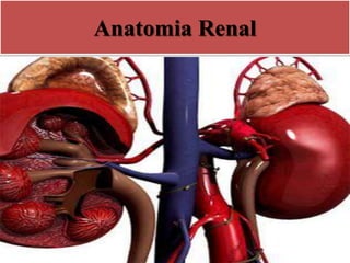 Anatomia Renal
 