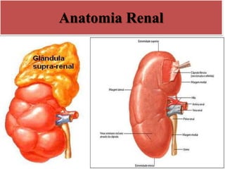 Anatomia Renal
 