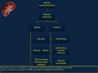 Nefritis Intersticial. Obed Rubio