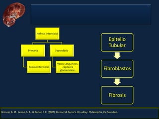 Nefritis Intersticial. Obed Rubio