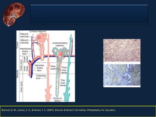 Nefritis Intersticial. Obed Rubio