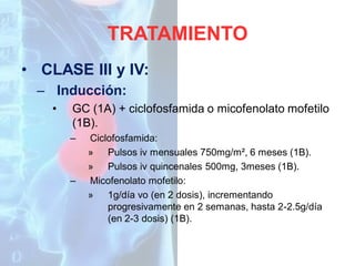 TRATAMIENTO
• CLASE III y IV:
– Inducción:
•

GC (1A) + ciclofosfamida o micofenolato mofetilo
(1B).
–

–

Ciclofosfamida:
» Pulsos iv mensuales 750mg/m², 6 meses (1B).
» Pulsos iv quincenales 500mg, 3meses (1B).
Micofenolato mofetilo:
» 1g/día vo (en 2 dosis), incrementando
progresivamente en 2 semanas, hasta 2-2.5g/día
(en 2-3 dosis) (1B).

 
