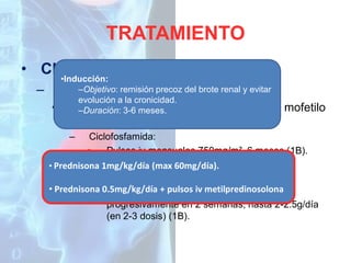 TRATAMIENTO
• CLASE III y IV:
–

•Inducción:
–Objetivo: remisión precoz del brote renal y evitar
Inducción:
evolución a la cronicidad.
• GC (1A) +3-6 meses.
–Duración: ciclofosfamida o micofenolato

mofetilo

(1B).
–

Ciclofosfamida:
» Pulsos iv mensuales 750mg/m², 6 meses (1B).
» Pulsos iv (max 60mg/día).
• Prednisona 1mg/kg/díaquincenales 500mg, 3meses (1B).
– Micofenolato mofetilo:
• Prednisona 0.5mg/kg/día + 2 dosis), metilpredinosolona
» 1g/día vo (en pulsos iv incrementando
progresivamente en 2 semanas, hasta 2-2.5g/día
(en 2-3 dosis) (1B).

 