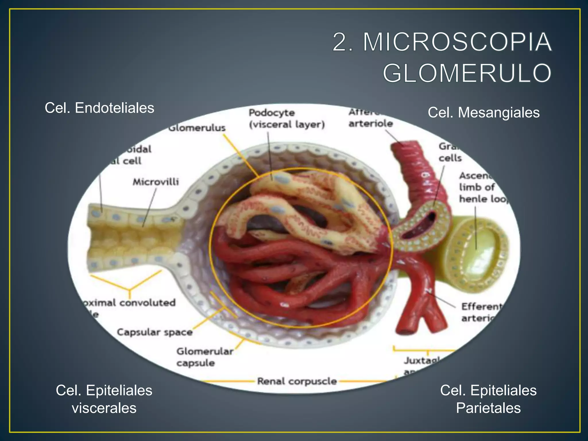 Cel. Endoteliales
Cel. Epiteliales
viscerales
Cel. Epiteliales
Parietales
Cel. Mesangiales
 