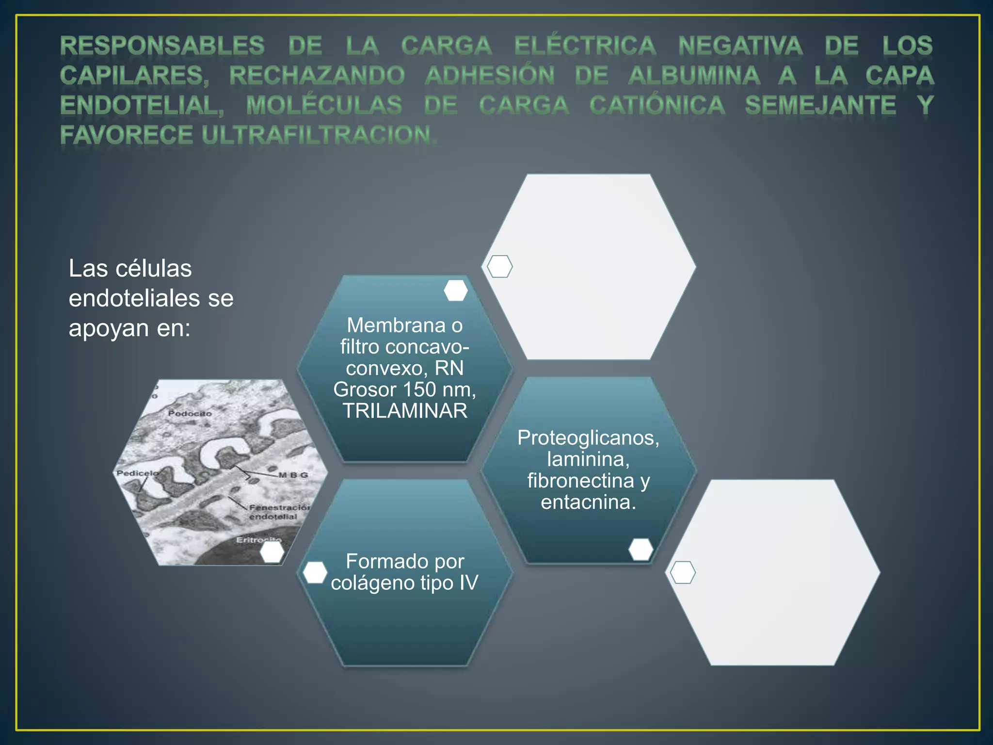 Formado por
colágeno tipo IV
Proteoglicanos,
laminina,
fibronectina y
entacnina.
Membrana o
filtro concavo-
convexo, RN
Grosor 150 nm,
TRILAMINAR
Las células
endoteliales se
apoyan en:
 