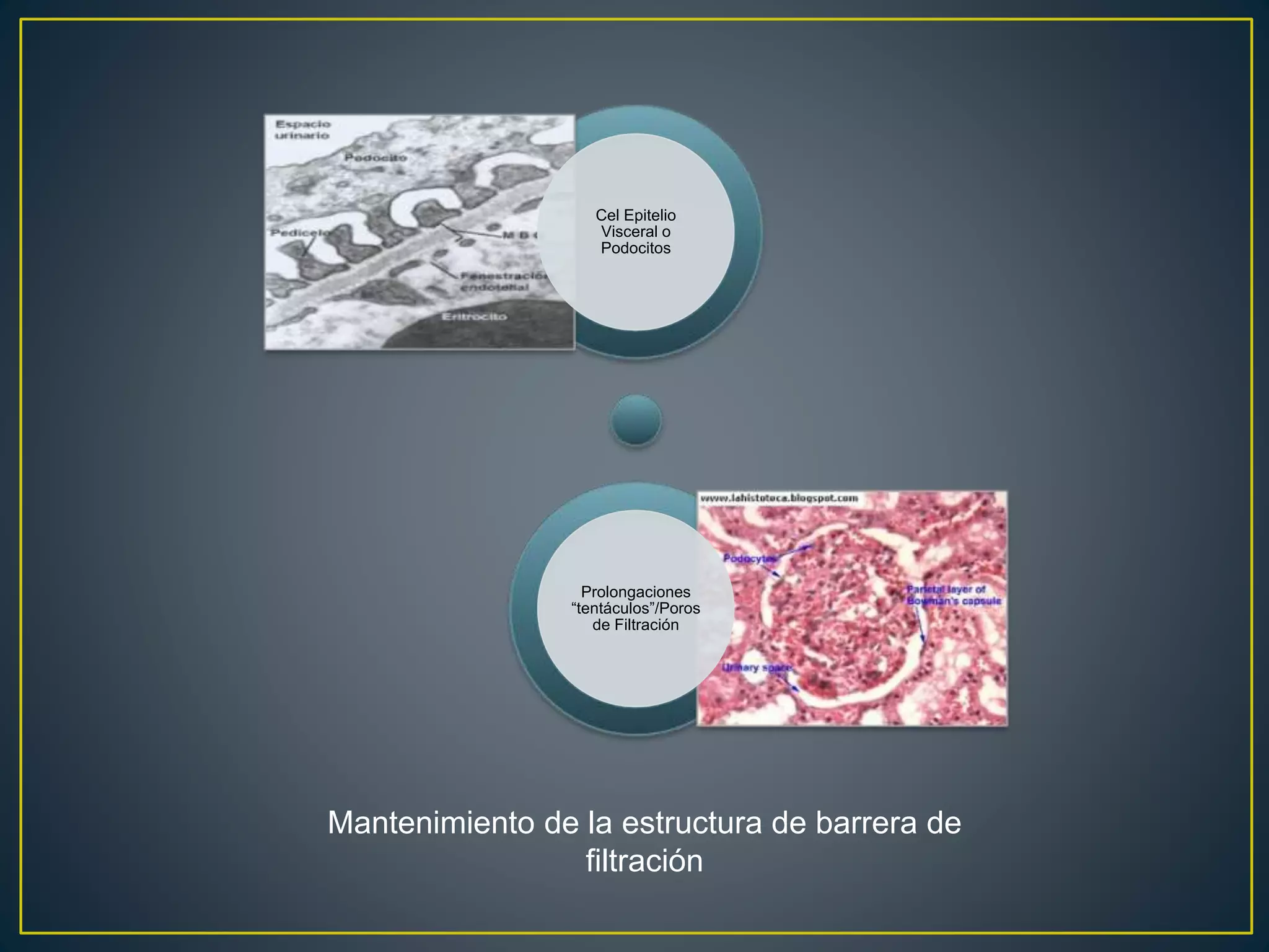 Cel Epitelio
Visceral o
Podocitos
Prolongaciones
“tentáculos”/Poros
de Filtración
Mantenimiento de la estructura de barrera de
filtración
 