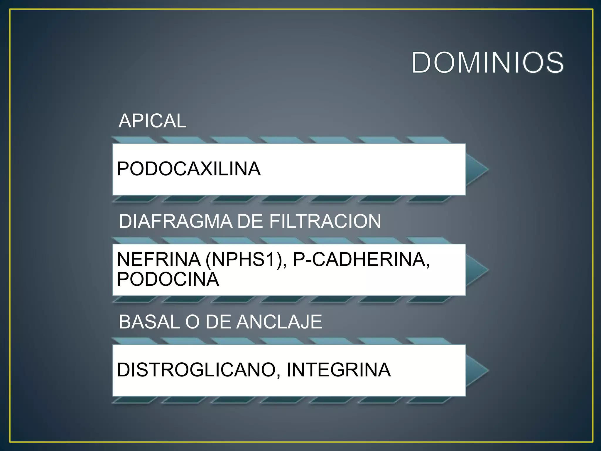 APICAL
PODOCAXILINA
DIAFRAGMA DE FILTRACION
NEFRINA (NPHS1), P-CADHERINA,
PODOCINA
BASAL O DE ANCLAJE
DISTROGLICANO, INTEGRINA
 