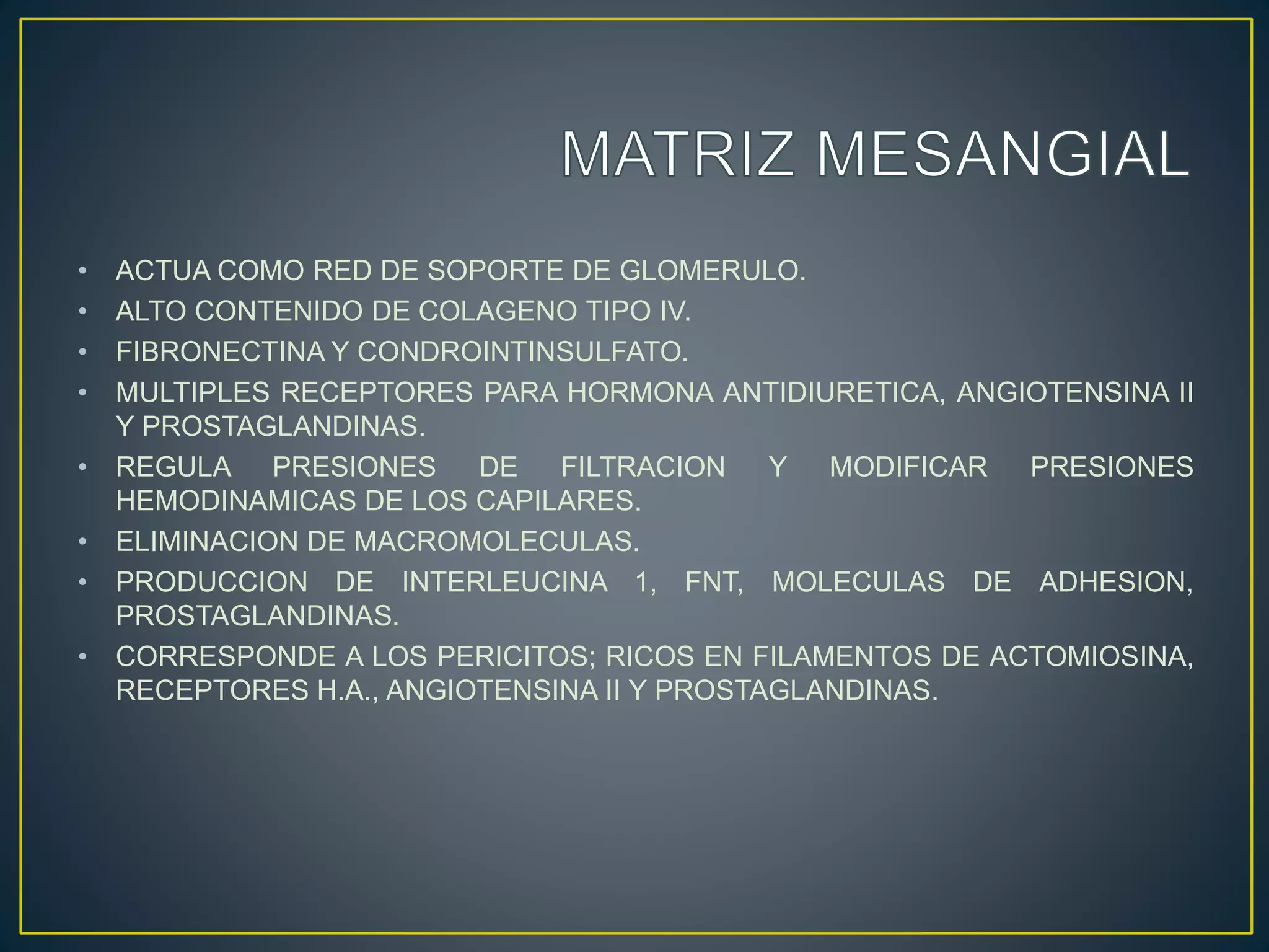 • ACTUA COMO RED DE SOPORTE DE GLOMERULO.
• ALTO CONTENIDO DE COLAGENO TIPO IV.
• FIBRONECTINA Y CONDROINTINSULFATO.
• MULTIPLES RECEPTORES PARA HORMONA ANTIDIURETICA, ANGIOTENSINA II
Y PROSTAGLANDINAS.
• REGULA PRESIONES DE FILTRACION Y MODIFICAR PRESIONES
HEMODINAMICAS DE LOS CAPILARES.
• ELIMINACION DE MACROMOLECULAS.
• PRODUCCION DE INTERLEUCINA 1, FNT, MOLECULAS DE ADHESION,
PROSTAGLANDINAS.
• CORRESPONDE A LOS PERICITOS; RICOS EN FILAMENTOS DE ACTOMIOSINA,
RECEPTORES H.A., ANGIOTENSINA II Y PROSTAGLANDINAS.
 