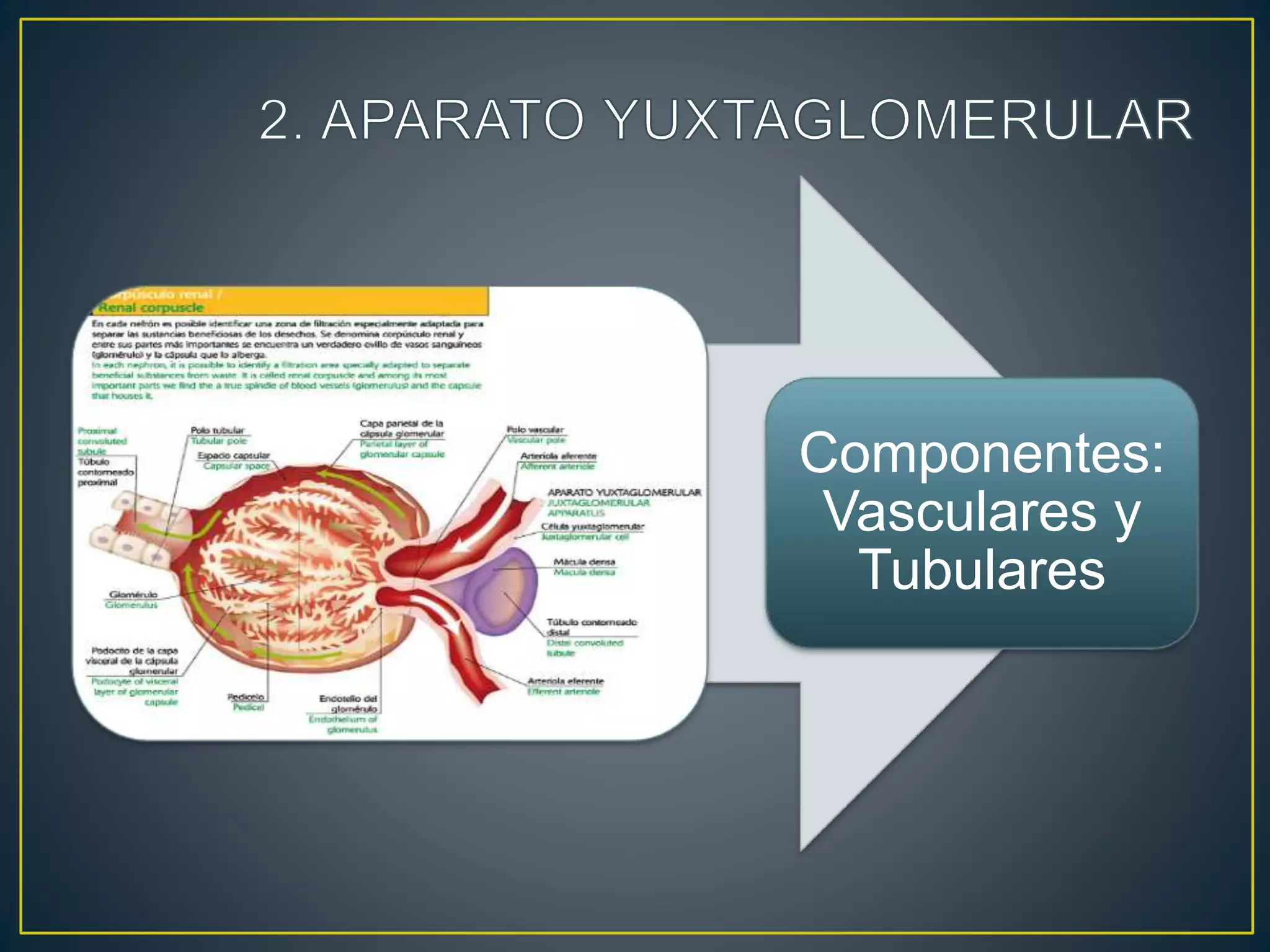 Componentes:
Vasculares y
Tubulares
 