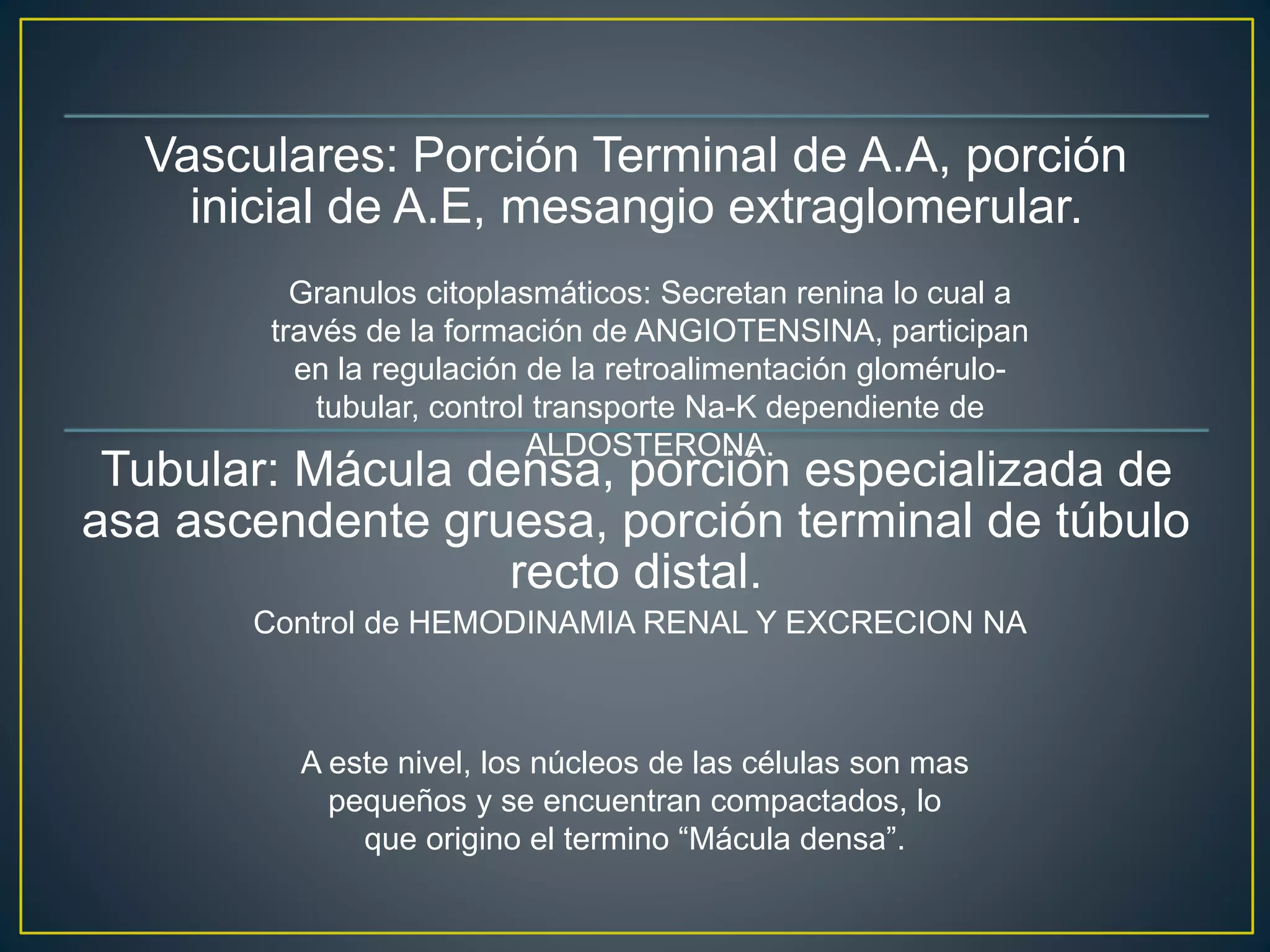 Vasculares: Porción Terminal de A.A, porción
inicial de A.E, mesangio extraglomerular.
Tubular: Mácula densa, porción especializada de
asa ascendente gruesa, porción terminal de túbulo
recto distal.
A este nivel, los núcleos de las células son mas
pequeños y se encuentran compactados, lo
que origino el termino “Mácula densa”.
Granulos citoplasmáticos: Secretan renina lo cual a
través de la formación de ANGIOTENSINA, participan
en la regulación de la retroalimentación glomérulo-
tubular, control transporte Na-K dependiente de
ALDOSTERONA.
Control de HEMODINAMIA RENAL Y EXCRECION NA
 