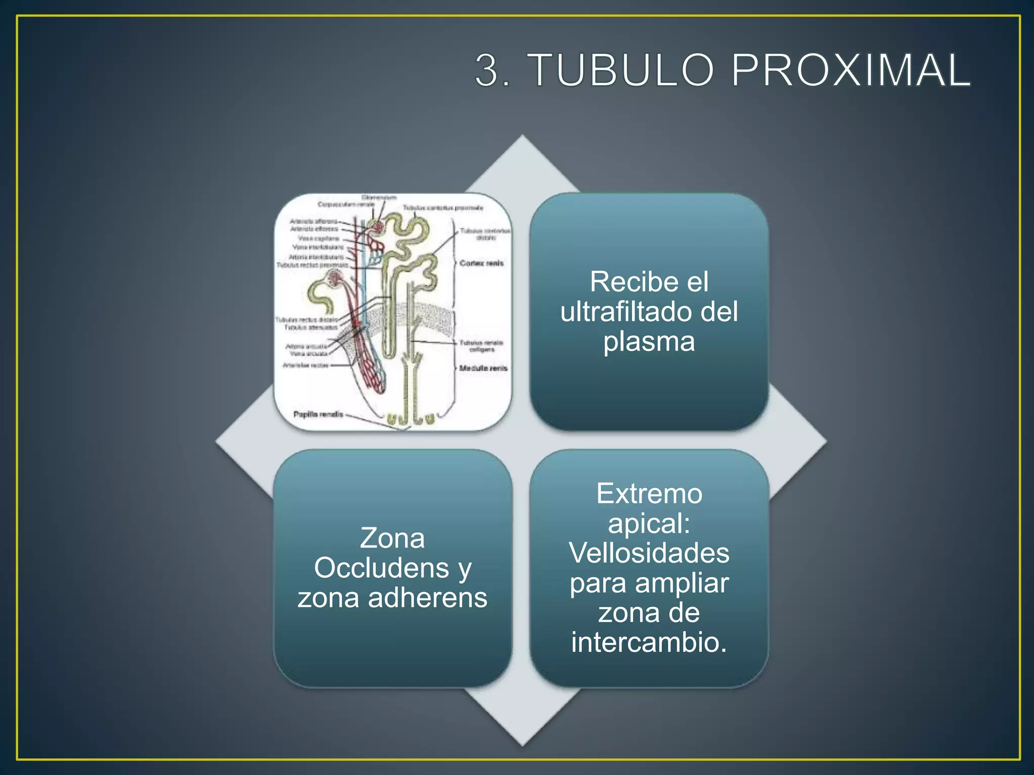 Recibe el
ultrafiltado del
plasma
Zona
Occludens y
zona adherens
Extremo
apical:
Vellosidades
para ampliar
zona de
intercambio.
 