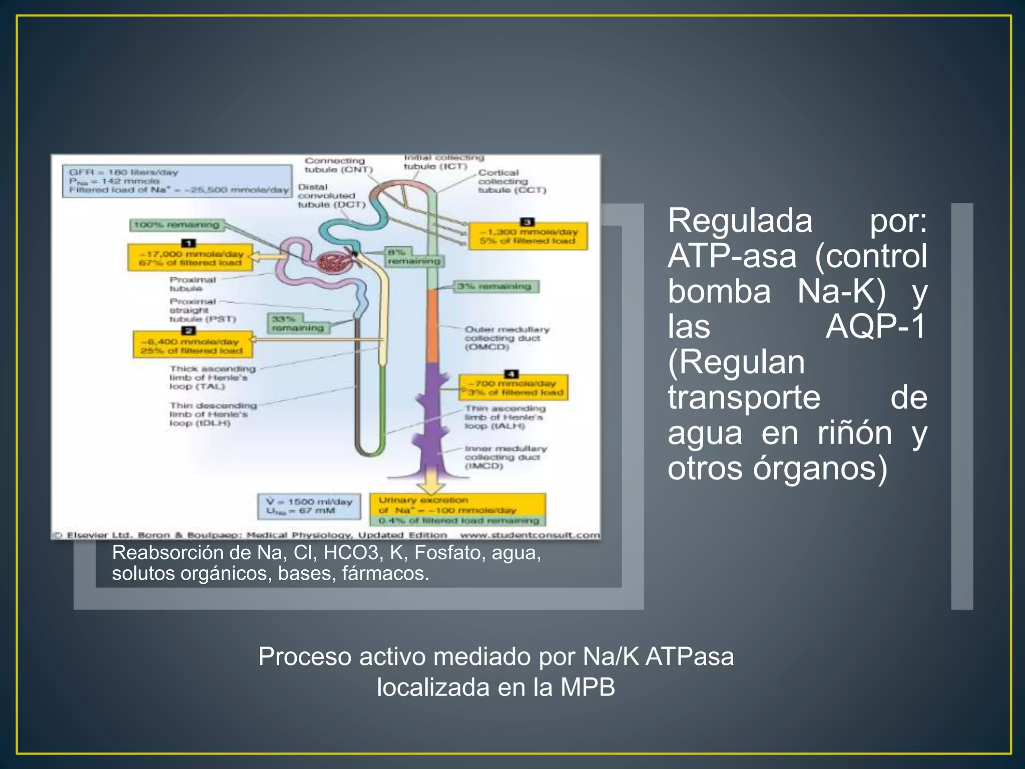 Reabsorción de Na, Cl, HCO3, K, Fosfato, agua,
solutos orgánicos, bases, fármacos.
Regulada por:
ATP-asa (control
bomba Na-K) y
las AQP-1
(Regulan
transporte de
agua en riñón y
otros órganos)
Proceso activo mediado por Na/K ATPasa
localizada en la MPB
 
