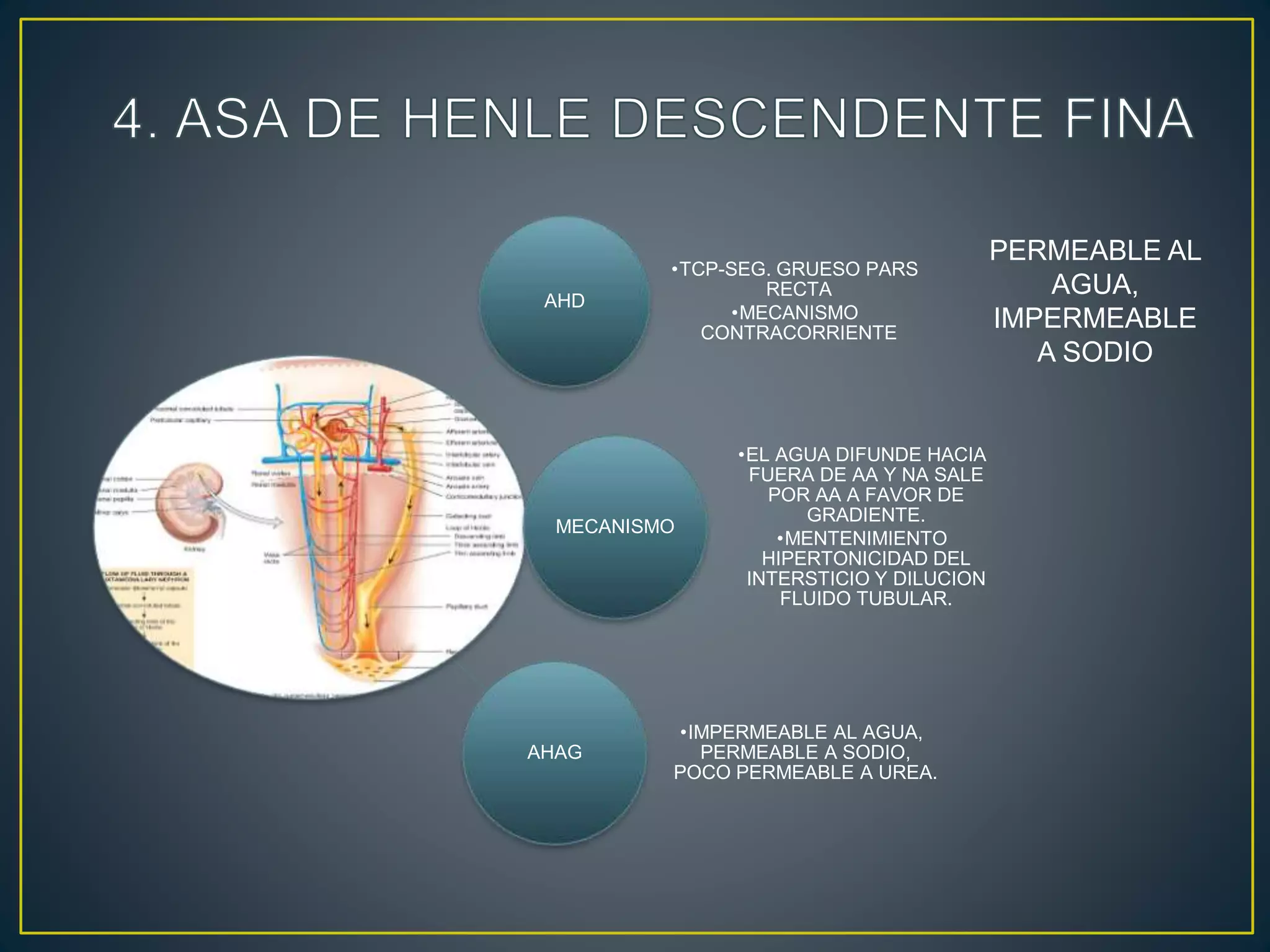 AHD
•TCP-SEG. GRUESO PARS
RECTA
•MECANISMO
CONTRACORRIENTE
MECANISMO
•EL AGUA DIFUNDE HACIA
FUERA DE AA Y NA SALE
POR AA A FAVOR DE
GRADIENTE.
•MENTENIMIENTO
HIPERTONICIDAD DEL
INTERSTICIO Y DILUCION
FLUIDO TUBULAR.
AHAG
•IMPERMEABLE AL AGUA,
PERMEABLE A SODIO,
POCO PERMEABLE A UREA.
PERMEABLE AL
AGUA,
IMPERMEABLE
A SODIO
 