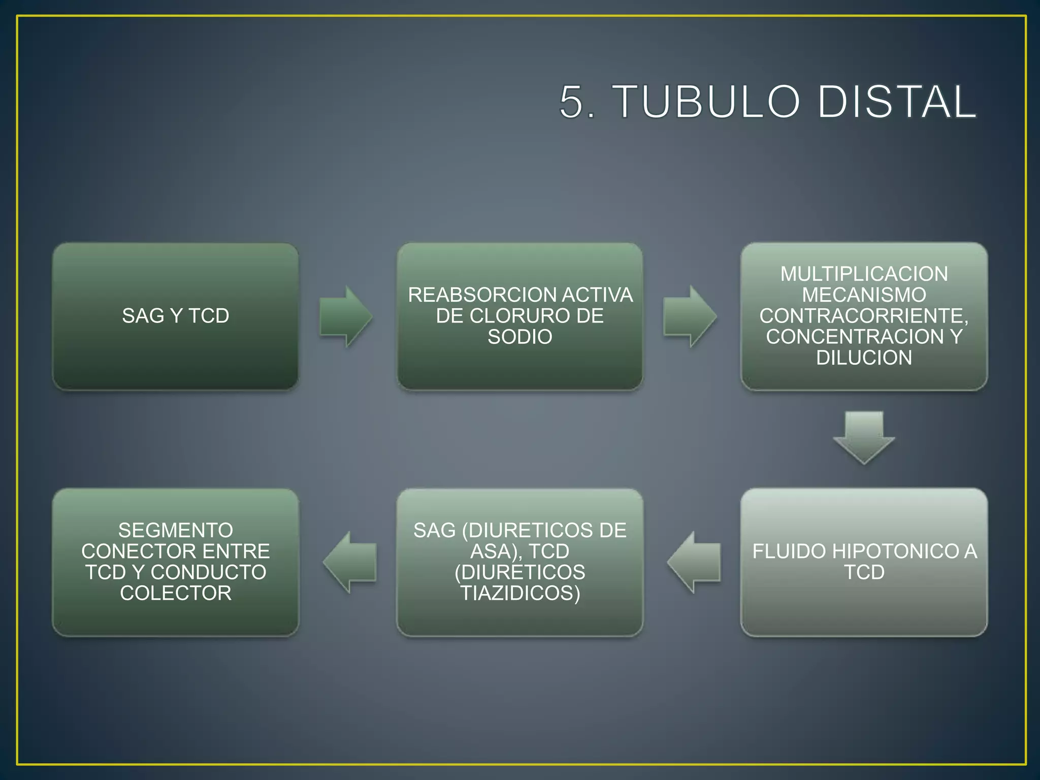 SAG Y TCD
REABSORCION ACTIVA
DE CLORURO DE
SODIO
MULTIPLICACION
MECANISMO
CONTRACORRIENTE,
CONCENTRACION Y
DILUCION
FLUIDO HIPOTONICO A
TCD
SAG (DIURETICOS DE
ASA), TCD
(DIURETICOS
TIAZIDICOS)
SEGMENTO
CONECTOR ENTRE
TCD Y CONDUCTO
COLECTOR
 