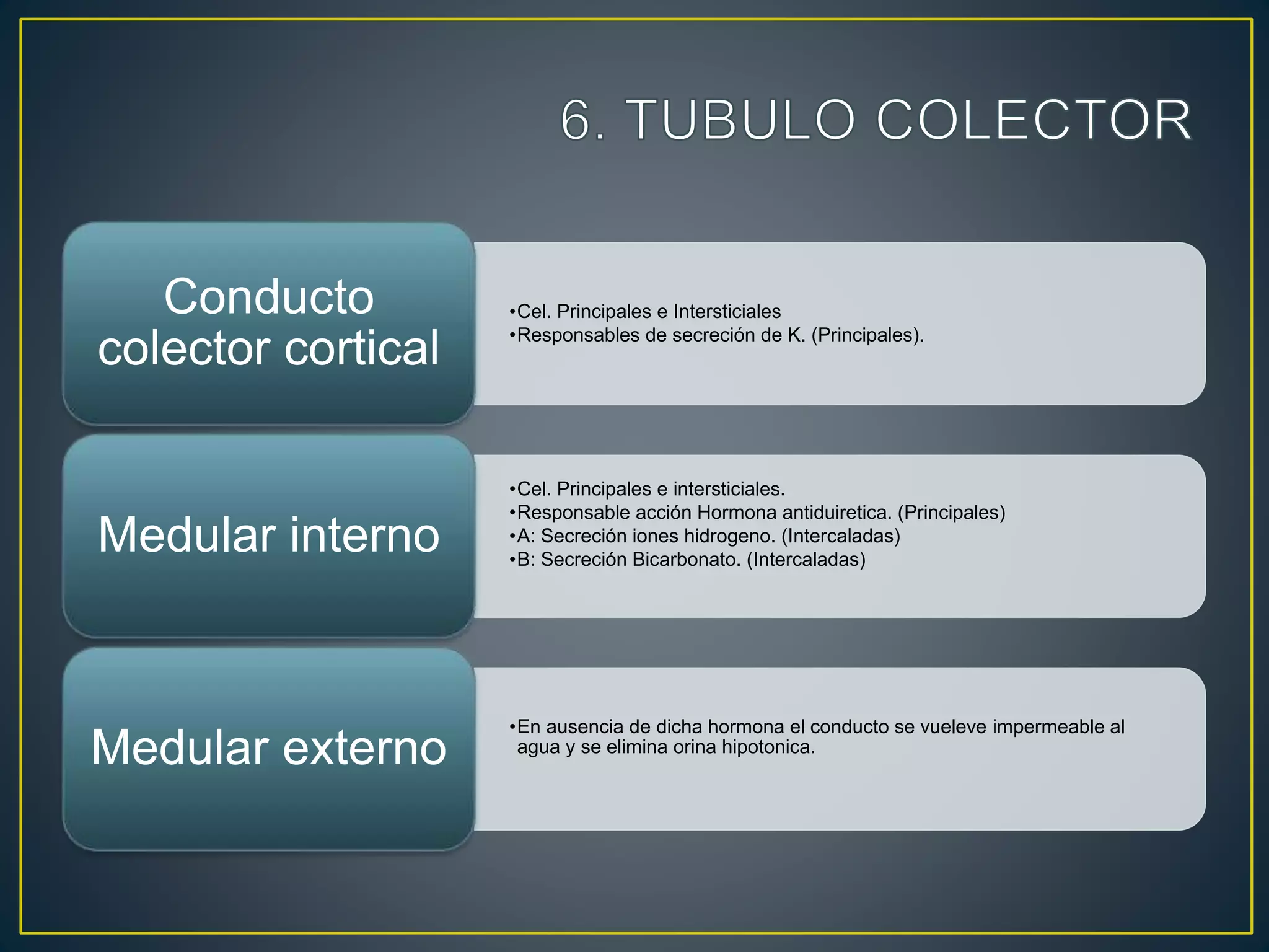 •Cel. Principales e Intersticiales
•Responsables de secreción de K. (Principales).
Conducto
colector cortical
•Cel. Principales e intersticiales.
•Responsable acción Hormona antiduiretica. (Principales)
•A: Secreción iones hidrogeno. (Intercaladas)
•B: Secreción Bicarbonato. (Intercaladas)
Medular interno
•En ausencia de dicha hormona el conducto se vueleve impermeable al
agua y se elimina orina hipotonica.
Medular externo
 