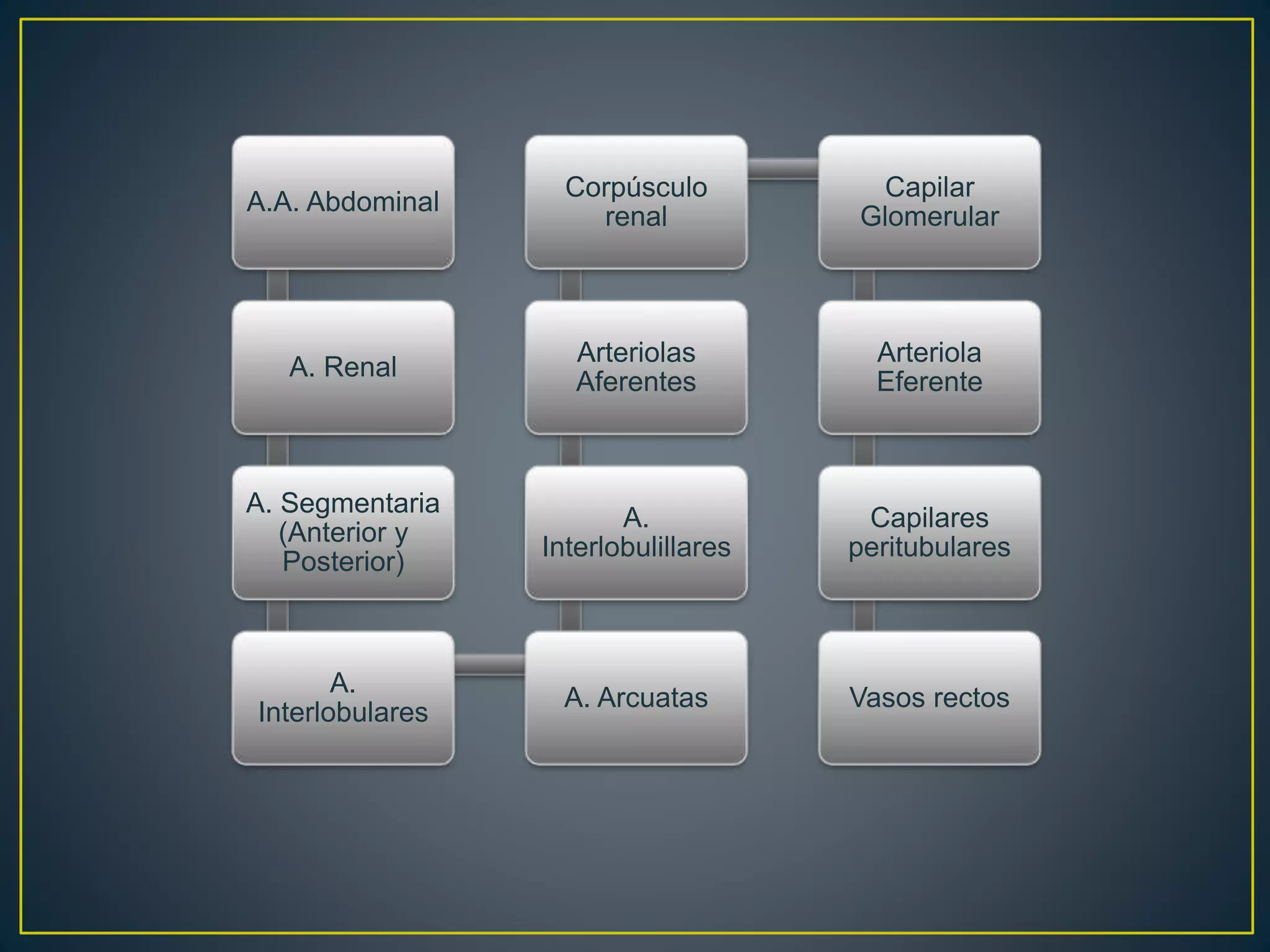 A.A. Abdominal
A. Renal
A. Segmentaria
(Anterior y
Posterior)
A.
Interlobulares
A. Arcuatas
A.
Interlobulillares
Arteriolas
Aferentes
Corpúsculo
renal
Capilar
Glomerular
Arteriola
Eferente
Capilares
peritubulares
Vasos rectos
 
