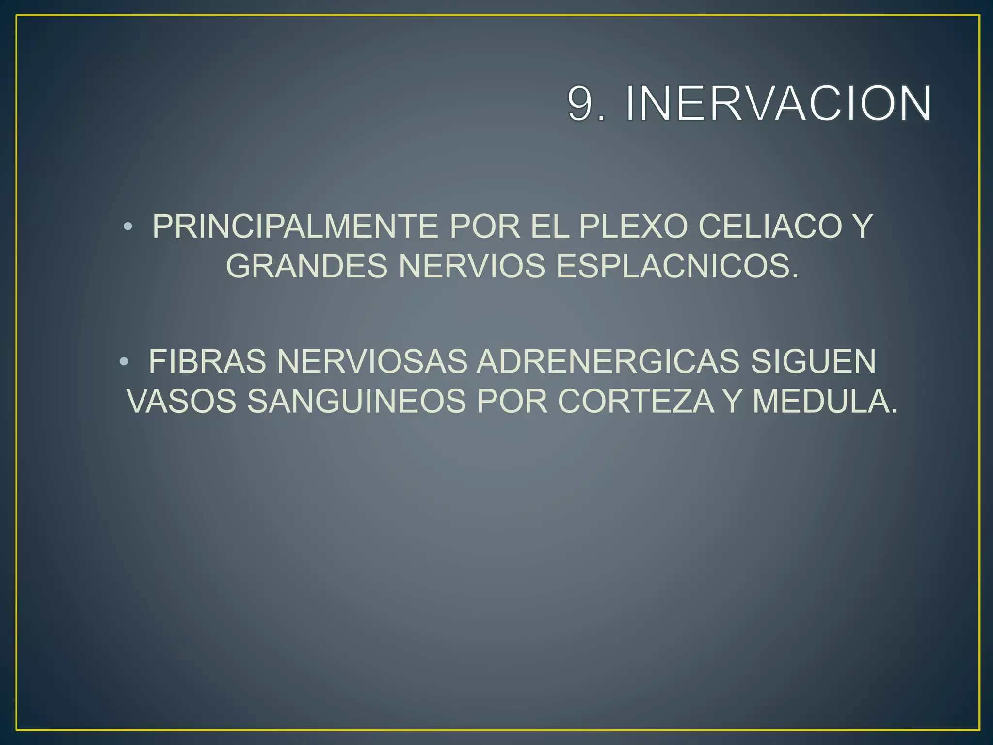 • PRINCIPALMENTE POR EL PLEXO CELIACO Y
GRANDES NERVIOS ESPLACNICOS.
• FIBRAS NERVIOSAS ADRENERGICAS SIGUEN
VASOS SANGUINEOS POR CORTEZA Y MEDULA.
 