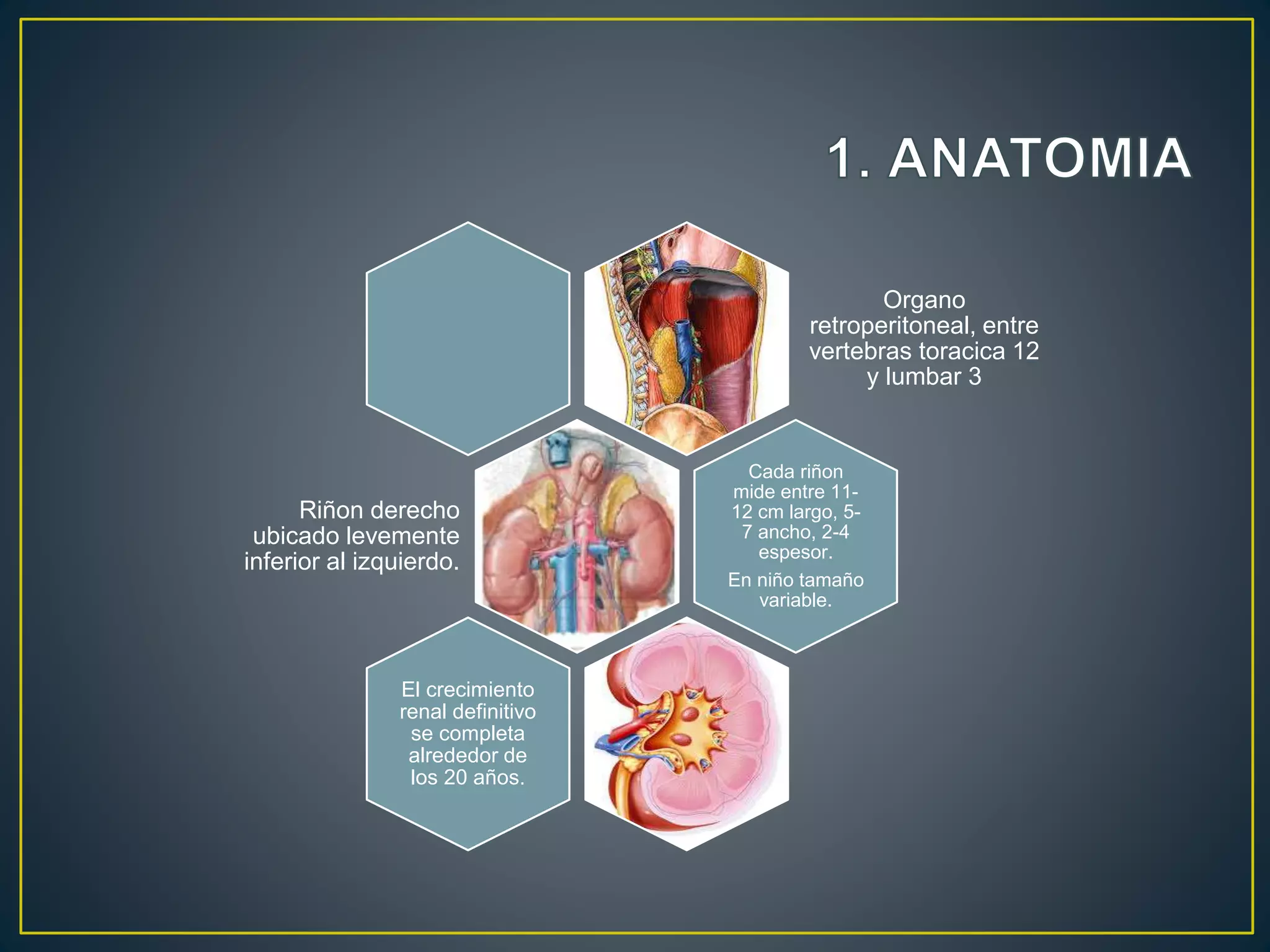 Organo
retroperitoneal, entre
vertebras toracica 12
y lumbar 3
Riñon derecho
ubicado levemente
inferior al izquierdo.
Cada riñon
mide entre 11-
12 cm largo, 5-
7 ancho, 2-4
espesor.
En niño tamaño
variable.
El crecimiento
renal definitivo
se completa
alrededor de
los 20 años.
 