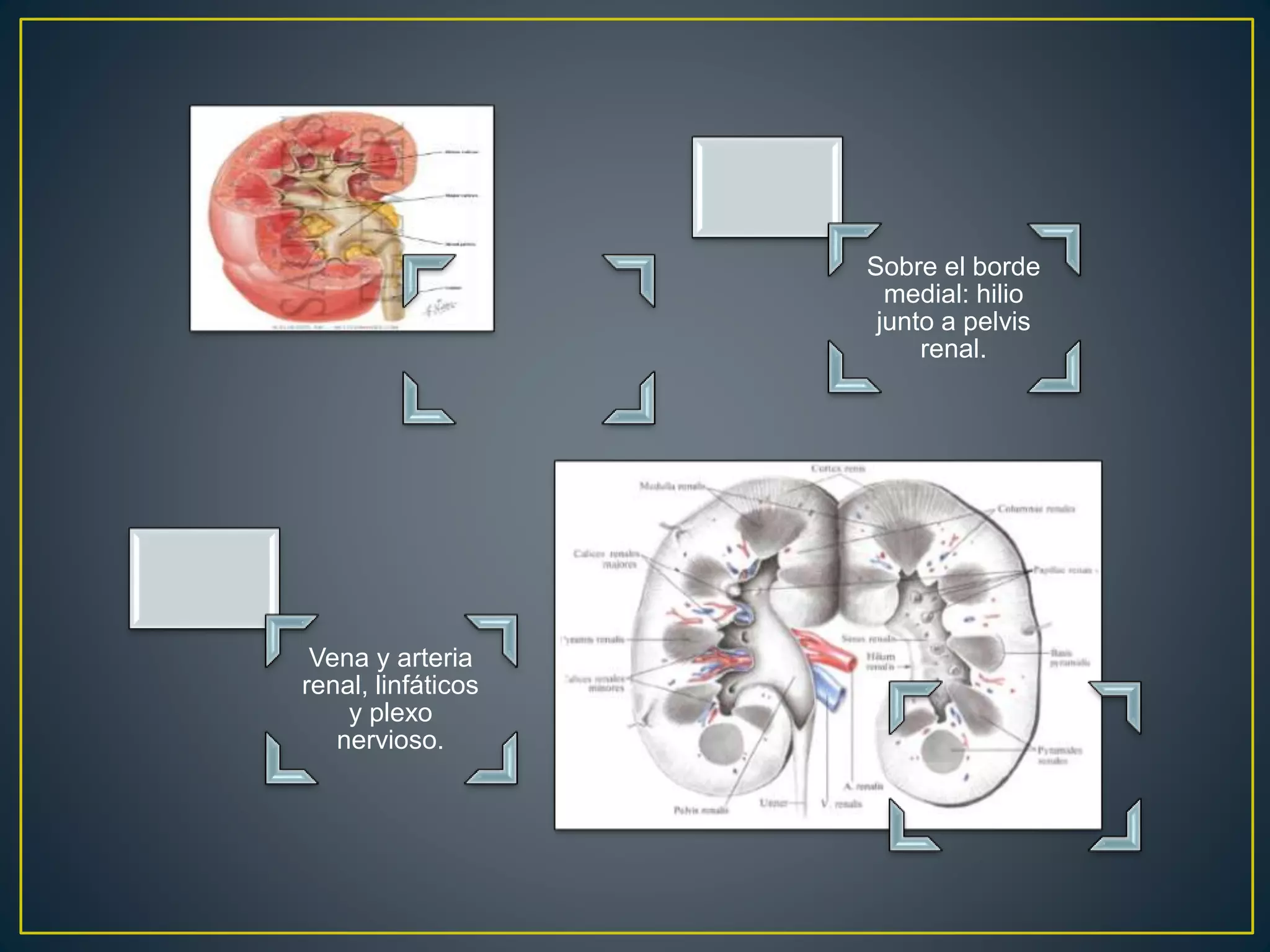 Sobre el borde
medial: hilio
junto a pelvis
renal.
Vena y arteria
renal, linfáticos
y plexo
nervioso.
 