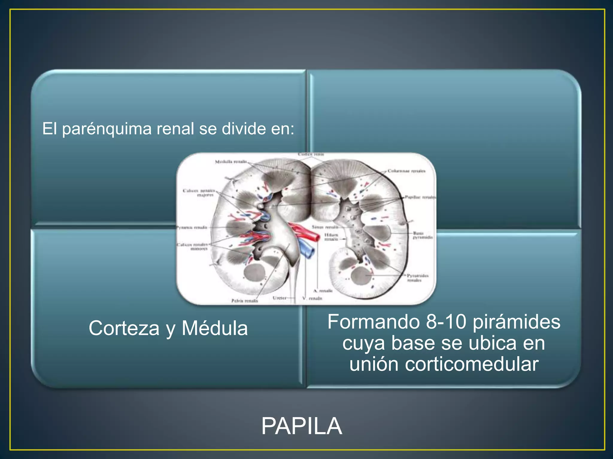 El parénquima renal se divide en:
Corteza y Médula Formando 8-10 pirámides
cuya base se ubica en
unión corticomedular
PAPILA
 