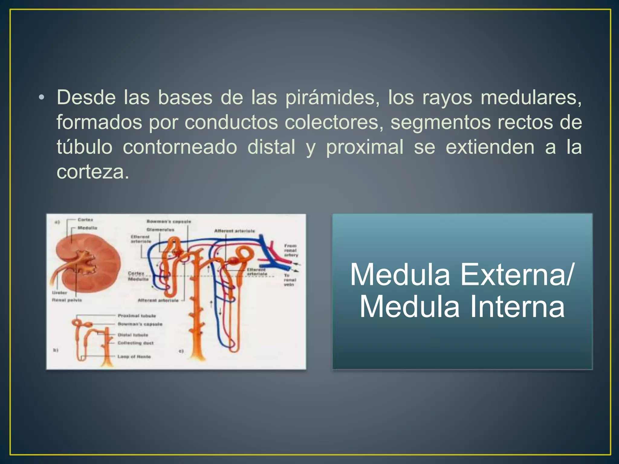• Desde las bases de las pirámides, los rayos medulares,
formados por conductos colectores, segmentos rectos de
túbulo contorneado distal y proximal se extienden a la
corteza.
Medula Externa/
Medula Interna
 