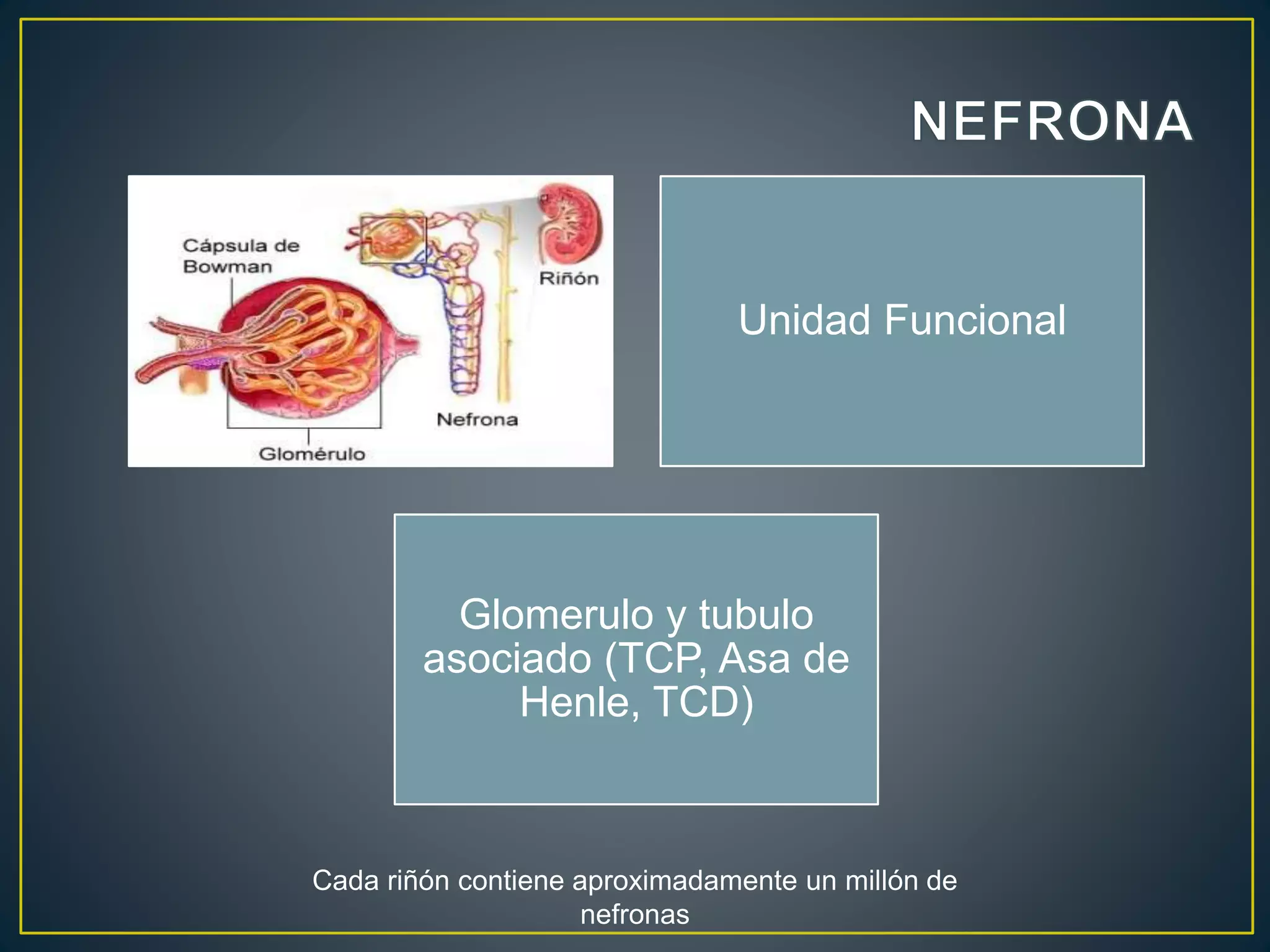 Unidad Funcional
Glomerulo y tubulo
asociado (TCP, Asa de
Henle, TCD)
Cada riñón contiene aproximadamente un millón de
nefronas
 