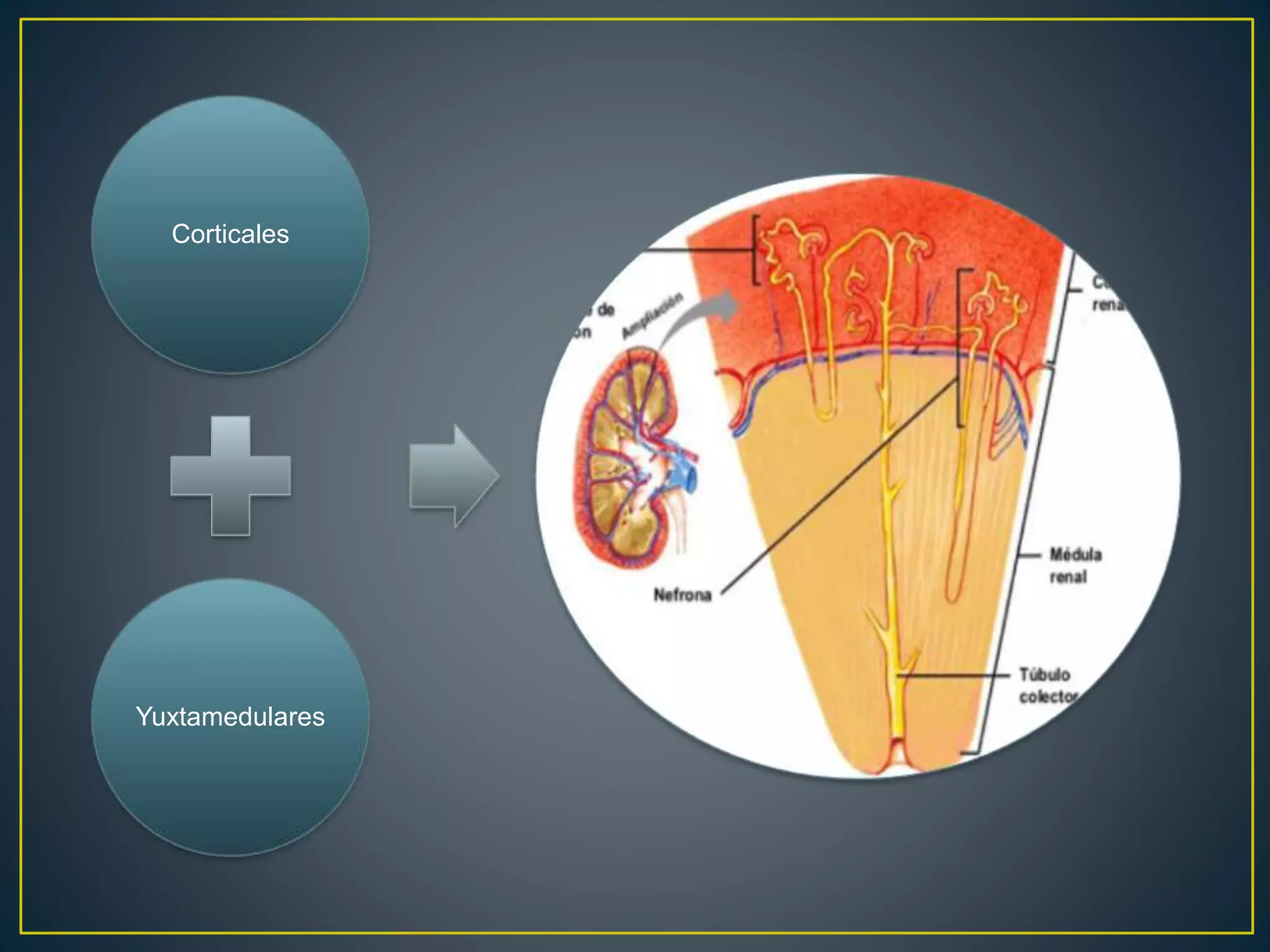 Corticales
Yuxtamedulares
 