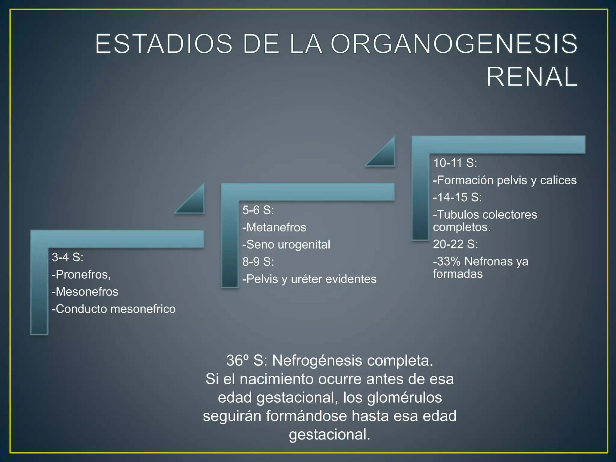 3-4 S:
-Pronefros,
-Mesonefros
-Conducto mesonefrico
5-6 S:
-Metanefros
-Seno urogenital
8-9 S:
-Pelvis y uréter evidentes
10-11 S:
-Formación pelvis y calices
-14-15 S:
-Tubulos colectores
completos.
20-22 S:
-33% Nefronas ya
formadas
36º S: Nefrogénesis completa.
Si el nacimiento ocurre antes de esa
edad gestacional, los glomérulos
seguirán formándose hasta esa edad
gestacional.
 