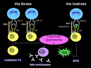 TCR MHC-I CD8 CD3 Tc TCR MHC-II CD 4 CD3 Th Via Direta TCR MHC-II CD3 Th Via Indireta Citocinas Quimiocinas CD 4 Alopeptideo Tc Linfócito Tc B cell MØ Alo-anticorpos DTH Allo   APC Allo   APC Self   APC 