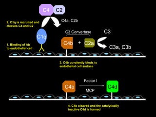 C4 C2 C4b C2a C4a, C2b C3 C3a, C3b C3 Convertase C1q C4b C4d Factor I MCP + 1. Binding of Ab  to endothelial cell 2. C1q is recruited and  cleaves C4 and C2 3. C4b covalently binds to  endothelial cell surface 4. C4b cleaved and the catalytically  inactive C4d is formed 