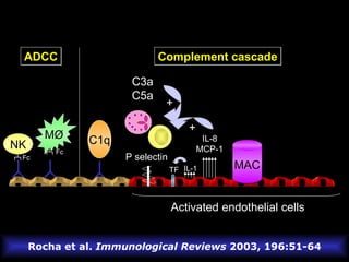 MAC Rocha et al.  Immunological Reviews  2003, 196:51-64 Activated endothelial cells NK M Ø ADCC Fc Fc C1q Complement cascade C3a C5a + P selectin IL-1 TF IL-8 MCP-1 + 