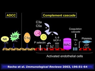 Rocha et al.  Immunological Reviews  2003, 196:51-64 Activated endothelial cells NK M Ø ADCC Fc Fc C1q Complement cascade C3a C5a + P selectin IL-1 TF IL-8 MCP-1 + MAC VIIa + TF Coagulation cascade Platelets vWF 