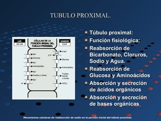 TUBULO PROXIMAL.TUBULO PROXIMAL.
Túbulo proximal:Túbulo proximal:
Función fisiológica:Función fisiológica:
Reabsorción deReabsorción de
Bicarbonato, Cloruros,Bicarbonato, Cloruros,
Sodio y Agua.Sodio y Agua.
Reabsorción deReabsorción de
Glucosa y AminoácidosGlucosa y Aminoácidos
Absorción y secreciónAbsorción y secreción
de ácidos orgánicosde ácidos orgánicos
Absorción y secreciónAbsorción y secreción
de bases orgánicasde bases orgánicas
Mecanismos celulares de reabsorción de sodio en la porción inicial del túbulo proximal.
 