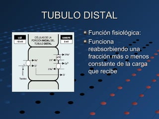 TUBULO DISTALTUBULO DISTAL
Función fisiológica:Función fisiológica:
FuncionaFunciona
reabsorbiendo unareabsorbiendo una
fracción más o menosfracción más o menos
constante de la cargaconstante de la carga
que recibeque recibe
 