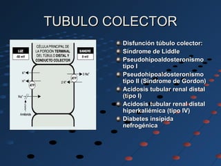TUBULO COLECTORTUBULO COLECTOR
Disfunción túbulo colector:Disfunción túbulo colector:
Síndrome de LiddleSíndrome de Liddle
PseudohipoaldosteronismoPseudohipoaldosteronismo
tipo Itipo I
PseudohipoaldosteronismoPseudohipoaldosteronismo
tipo II (Síndrome de Gordon)tipo II (Síndrome de Gordon)
Acidosis tubular renal distalAcidosis tubular renal distal
(tipo I)(tipo I)
Acidosis tubular renal distalAcidosis tubular renal distal
hiperkaliémica (tipo IV)hiperkaliémica (tipo IV)
Diabetes insípidaDiabetes insípida
nefrogénicanefrogénica
 