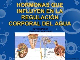 HORMONAS QUE INFLUYEN EN LA REGULACIÓN CORPORAL DEL AGUA ELY MANRIQUE Universidad Veracruzana 