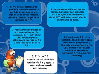 El    [ ] de aldosterona del plasma < transitoriamente la pérdida urinaria de Na y la deja en unos pocos mEq/día. Al mismo tiempo las perdidas urinarias de K   . 2. Se reabsorbe el Na y al mismo tiempo hay absorción osmótica casi = de agua. Los pequeños    de Na LEC estimulan la sed = incita al consumo de agua. 3. Aldosterona secretada en exceso = retención Na pasajera. Un    del vol del LEC mediado por la aldosterona por más de 1 a 2 días induce un     de la T.A. 4. Este    de la T.A.,    la excreción renal de Na y agua, (Natriuresis por presión y Diuresis por presión). (vol  de LEC    del 5% al 15% por encima de los valores normales=    T.A. entre 15 y 25 mmHg). 5. El    de T.A. normaliza las pérdidas renales de Na y agua, a pesar del exceso de Aldosterona. 
