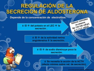REGULACIÓN DE LA SECRECIÓN DE ALDOSTERONA Depende de la concentración de  electrolitos:  􀂄  El    del potasio en el LEC     la secreción . 􀂄  El    de la actividad renina angiotensina    la secreción. 􀂄  El    de sodio disminuye poco la secreción. 􀂄  Se necesita la acción de la ACTH (efecto mínimo sobre vel. de secreción). 