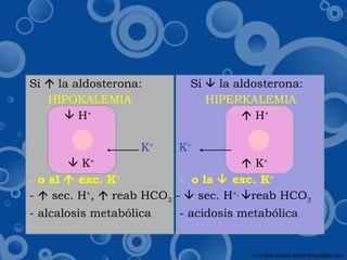 Si    la aldosterona:   Si    la aldosterona: HIPOKALEMIA   HIPERKALEMIA    H +     H +   K +     K +      K +     K + -  o al    exc. K +     -  o la    exc. K + -    sec. H + ,    reab HCO 3  -    sec. H +,   reab HCO 3 - alcalosis metabólica    - acidosis metabólica  