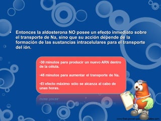 Entonces la aldosterona NO posee un efecto inmediato sobre el transporte de Na, sino que su acción depende de la formación de las sustancias intracelulares para el transporte del ión. 