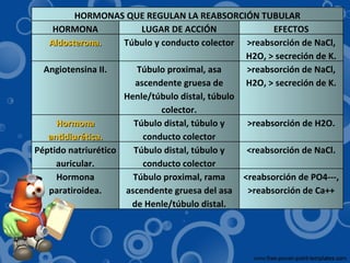 HORMONAS QUE REGULAN LA REABSORCIÓN TUBULAR HORMONA LUGAR DE ACCIÓN EFECTOS Aldosterona. Túbulo y conducto colector >reabsorción de NaCl, H2O, > secreción de K. Angiotensina II. Túbulo proximal, asa ascendente gruesa de Henle/túbulo distal, túbulo colector. >reabsorción de NaCl, H2O, > secreción de K. Hormona antidiurética. Túbulo distal, túbulo y conducto colector >reabsorción de H2O. Péptido natriurético auricular. Túbulo distal, túbulo y conducto colector <reabsorción de NaCl. Hormona paratiroidea. Túbulo proximal, rama ascendente gruesa del asa de Henle/túbulo distal. <reabsorción de PO4---, >reabsorción de Ca++ 
