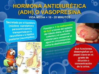HORMONA ANTIDIURÉTICA (ADH) O VASOPRESINA VIDA MEDIA = 16 - 20 MINUTOS 