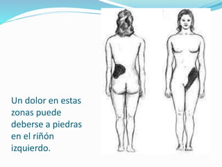Un dolor en estas
zonas puede
deberse a piedras
en el riñón
izquierdo.
 