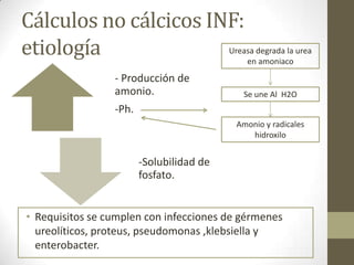 Cálculos no cálcicos INF:
etiología

Ureasa degrada la urea
en amoniaco

- Producción de
amonio.

Se une Al H2O

-Ph.
Amonio y radicales
hidroxilo

-Solubilidad de
fosfato.
• Requisitos se cumplen con infecciones de gérmenes
ureolíticos, proteus, pseudomonas ,klebsiella y
enterobacter.

 