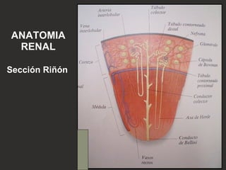 Enfermeria (enf pediatrica) nefrologia pediatrica | PPT