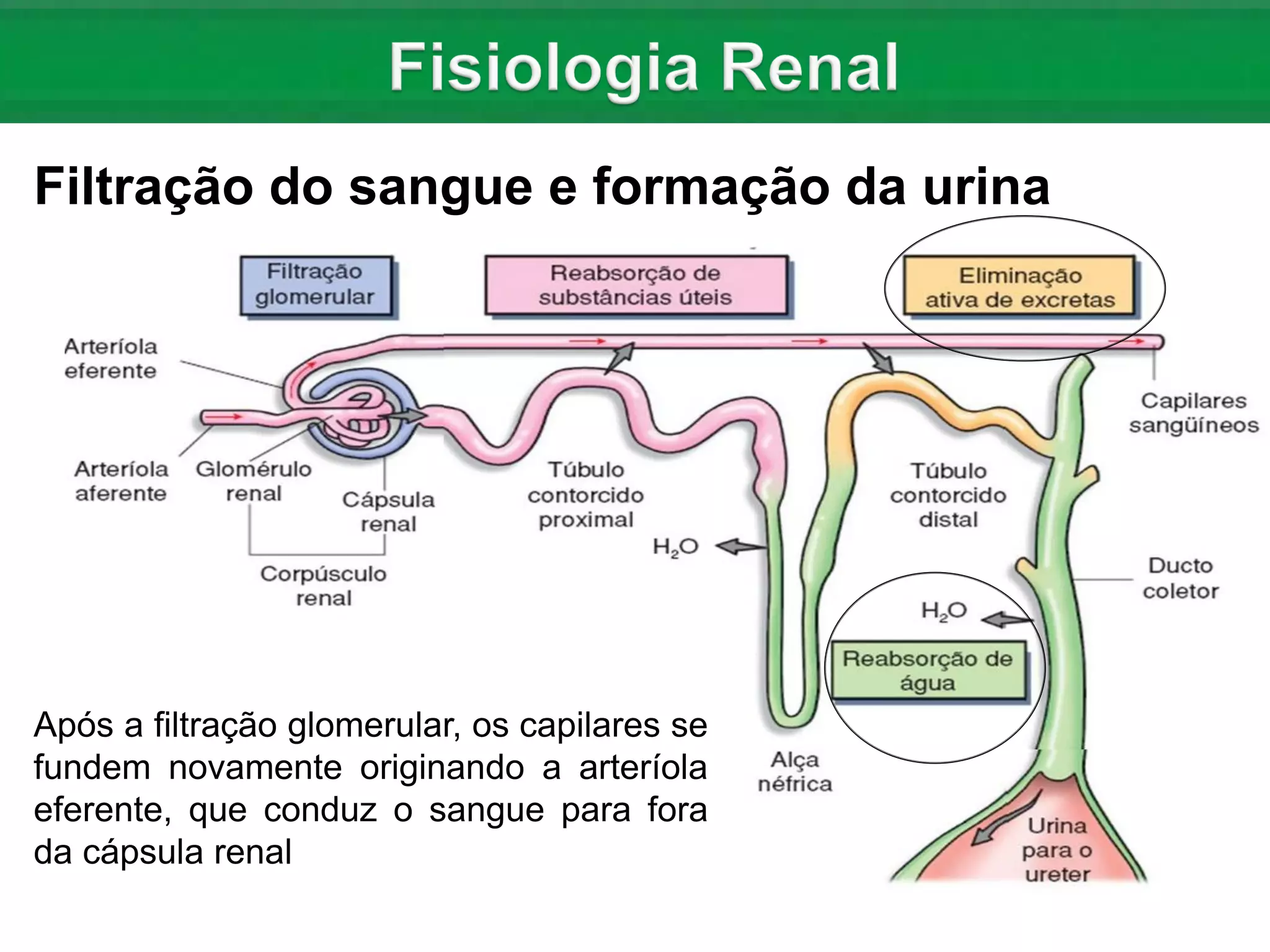 Nefrologia: Anatomia e Fisiologia dos Rins | PDF
