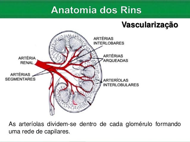 Nefrologia: Anatomia e Fisiologia dos Rins