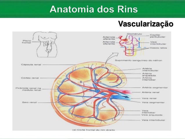 Nefrologia: Anatomia e Fisiologia dos Rins